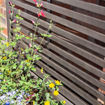 Picture of Alderley Grey Planter & Trellis